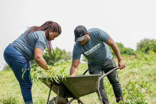 One Tree Planted: Sowing the Seeds of a Greener Earth